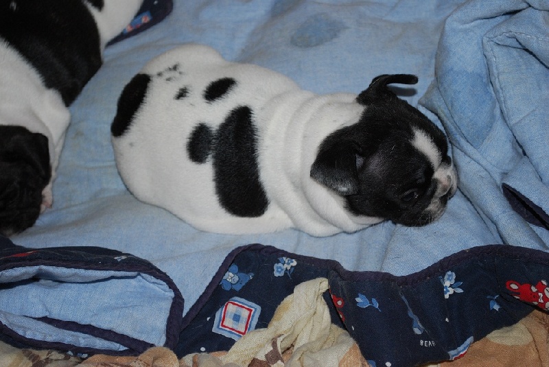 Publication : des petites truffes joyeuses Auteur : Des petites truffes joyeuses