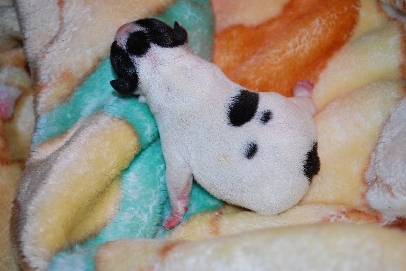 Publication : des petites truffes joyeuses Auteur : Des petites truffes joyeuses