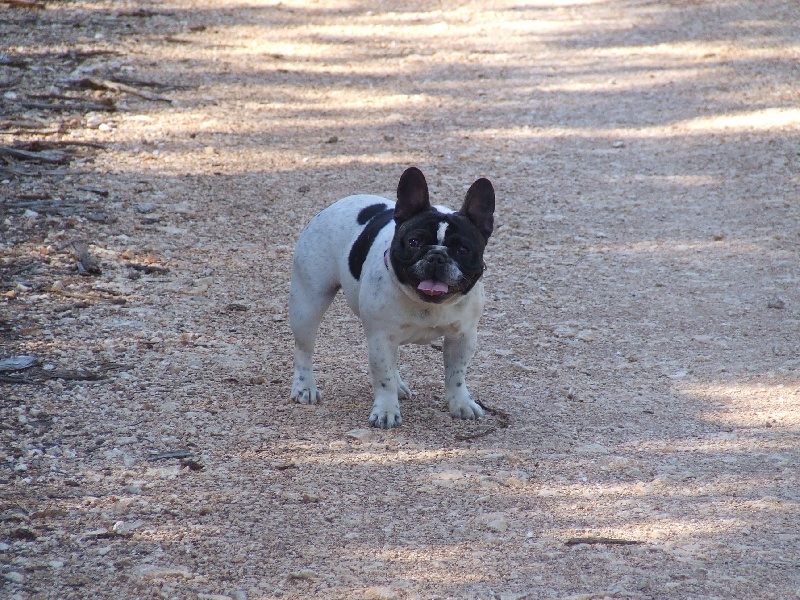 Publication : des petites truffes joyeuses Auteur : Des petites truffes joyeuses