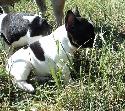 Publication : des petites truffes joyeuses Auteur : Des petites truffes joyeuses