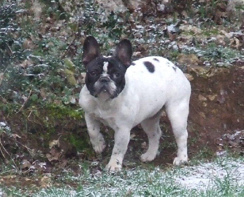 Publication : des petites truffes joyeuses Auteur : Des petites truffes joyeuses