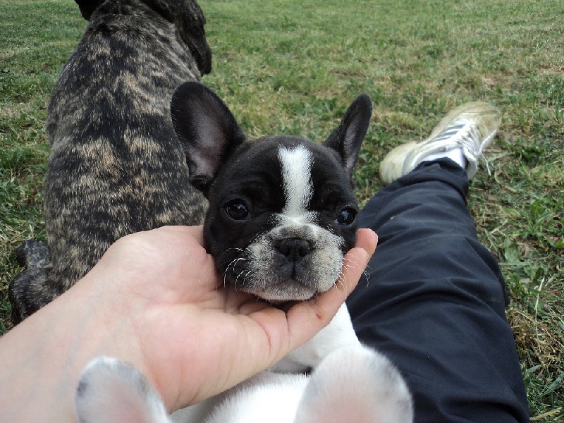 Publication : des petites truffes joyeuses Auteur : Des petites truffes joyeuses