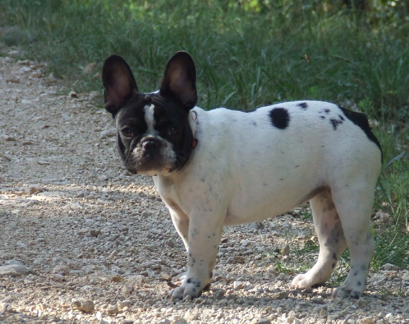 Publication : des petites truffes joyeuses Auteur : Des petites truffes joyeuses
