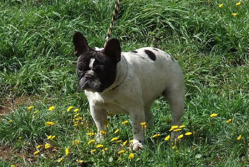 Publication : des petites truffes joyeuses Auteur : Des petites truffes joyeuses