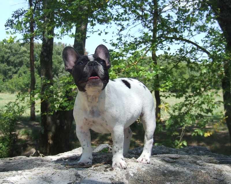 Publication : des petites truffes joyeuses Auteur : Des petites truffes joyeuses
