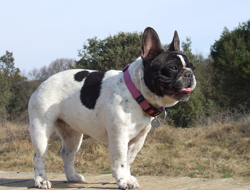 Publication : des petites truffes joyeuses Auteur : Des petites truffes joyeuses