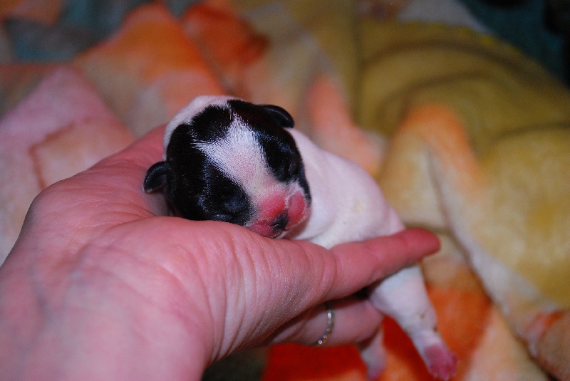 Publication : des petites truffes joyeuses Auteur : Des petites truffes joyeuses