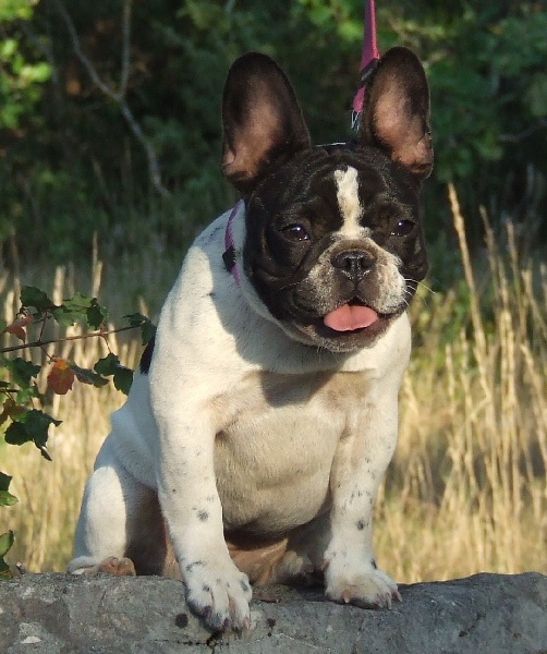 Publication : des petites truffes joyeuses Auteur : Des petites truffes joyeuses