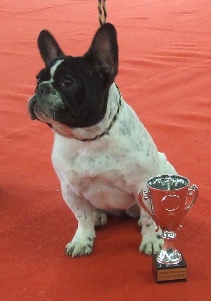 Gemma des fleurs d'anges - Très prometteur (Puppy)