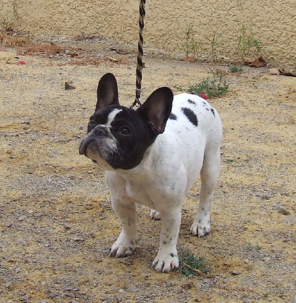 Gemma des fleurs d'anges - Prometteur (en classe chiot)
