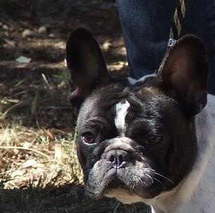 Gemma des fleurs d'anges - Très bon (CIF Caille) + TAN