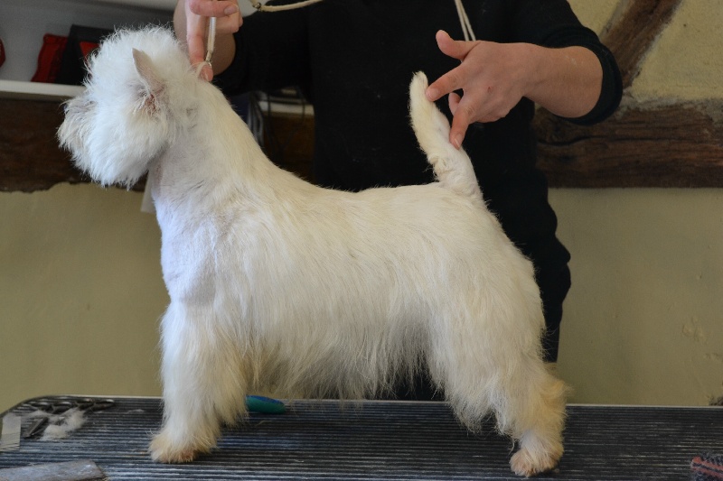 Publication : du clos des galinettes Auteur : belin magali