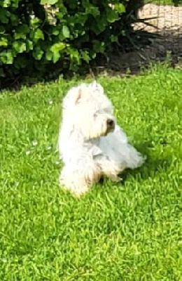 Étalon West Highland White Terrier - Proud mary du clos des galinettes