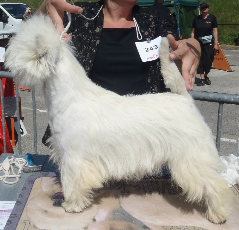 Etoile des neiges du clos des galinettes - 1ER EXCELLENT CAC Classe intermédiaire