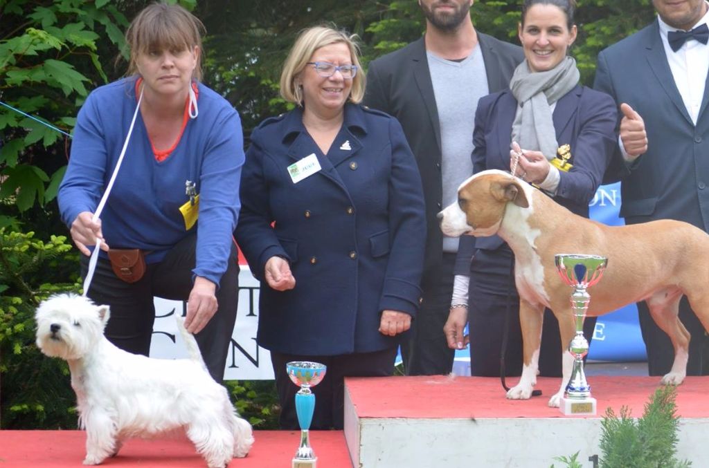 Meme pas peur du clos des galinettes - MEILLEUR JEUNE WESTIE 2EME BEST JEUNE TERRIER