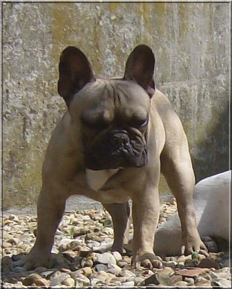 Publication : dho Valtess Auteur : Mme Valaize corinne