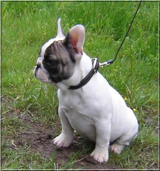 Publication : dho Valtess