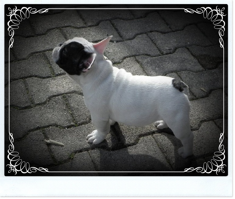 Publication : dho Valtess