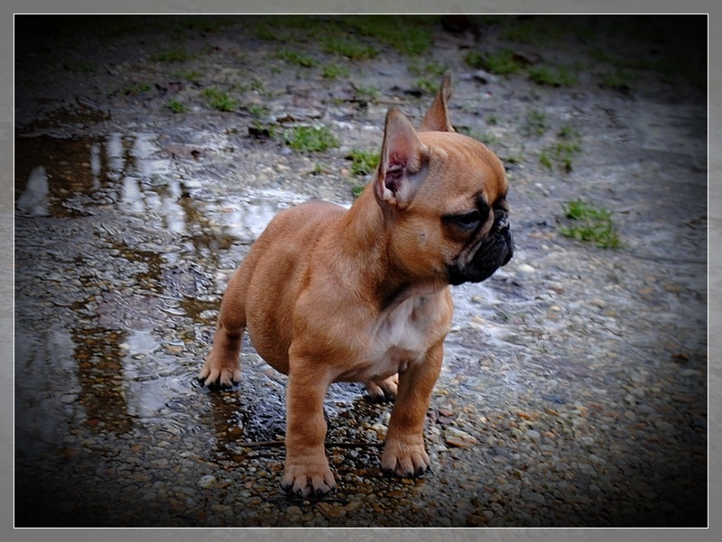 Publication : dho Valtess