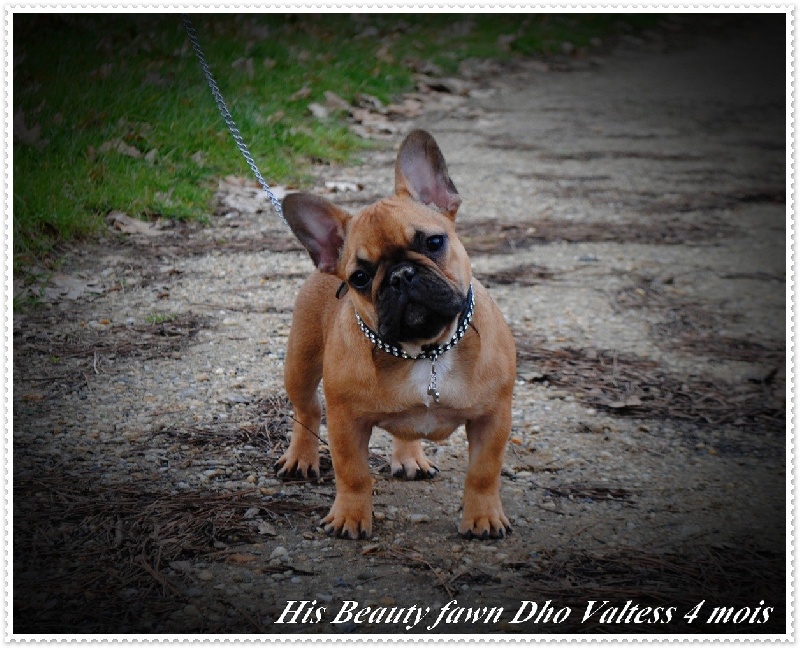 Publication : dho Valtess