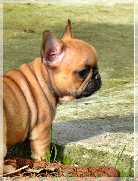 Publication : dho Valtess