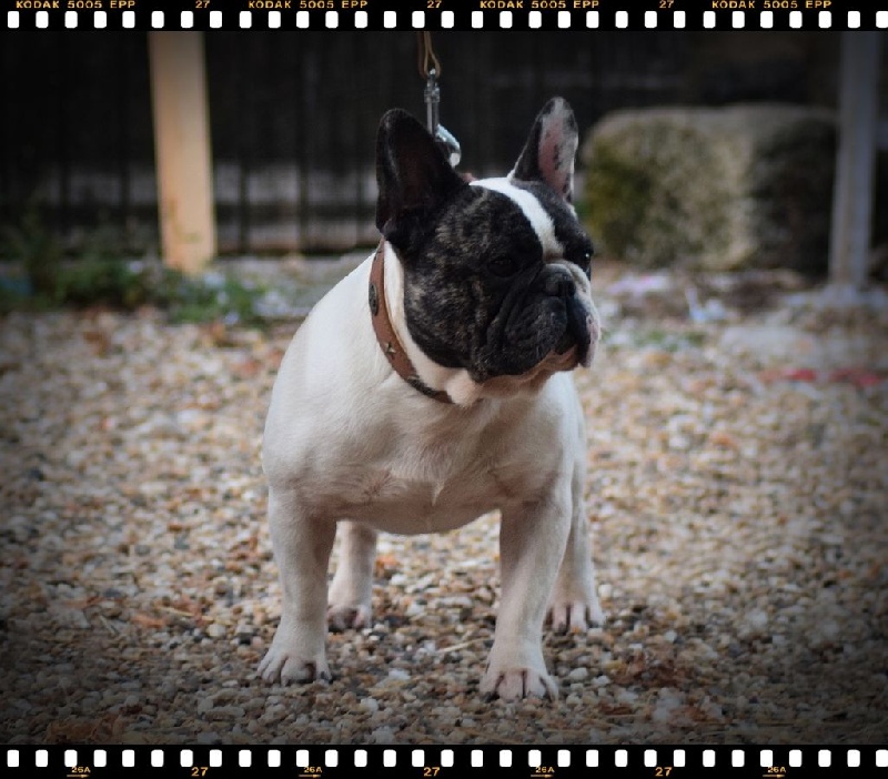 Publication : dho Valtess Auteur : corinne valaize