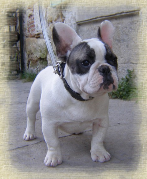 Publication : dho Valtess