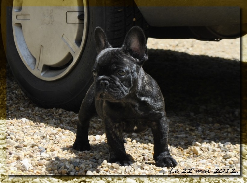 Publication : dho Valtess Auteur : Valaize Corinne