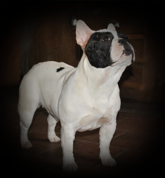 Publication : dho Valtess