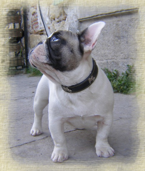 Publication : dho Valtess