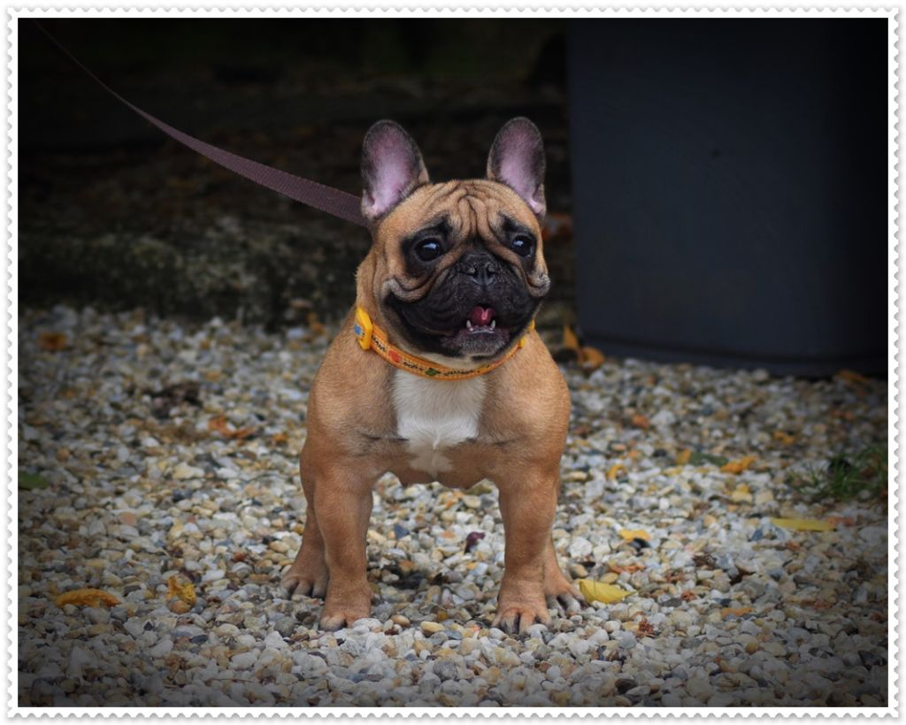 Publication : dho Valtess Auteur : valaize corinne