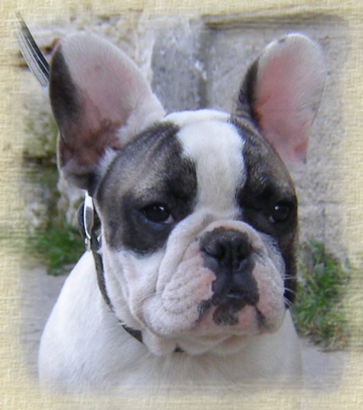 Publication : dho Valtess