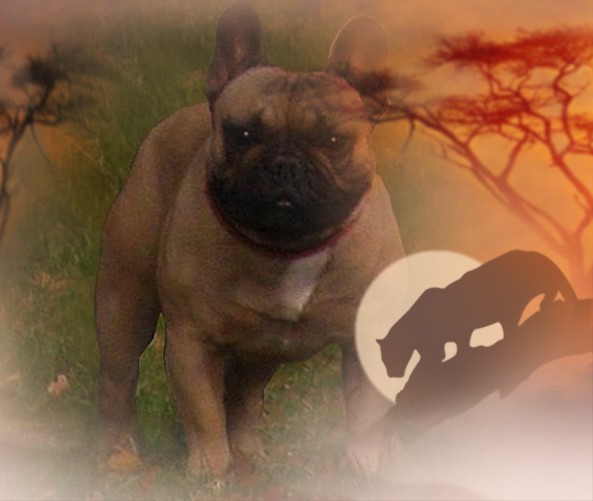 Publication : dho Valtess Auteur : Mme Valaize corinne