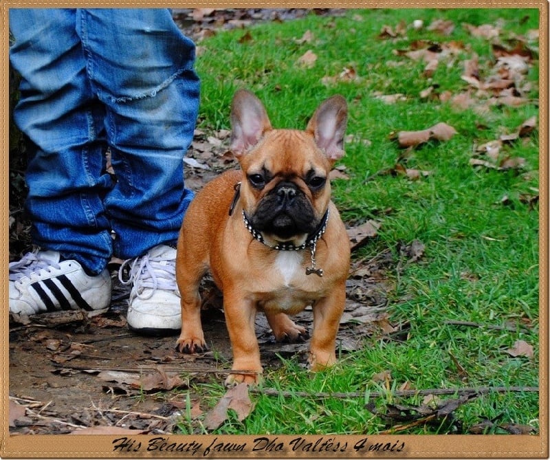 Publication : dho Valtess