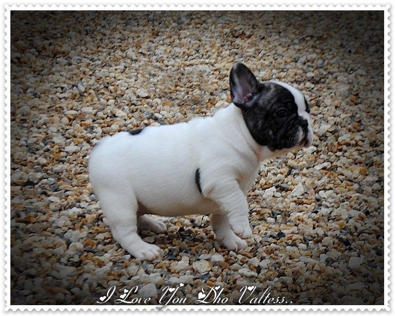 Publication : dho Valtess Auteur : corinne valaize