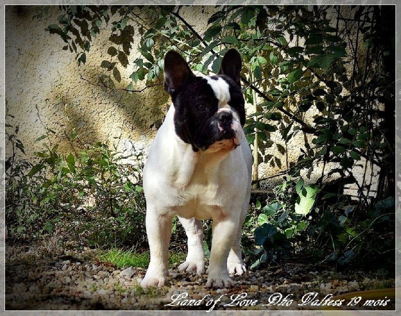 Publication : dho Valtess Auteur : valaize corinne