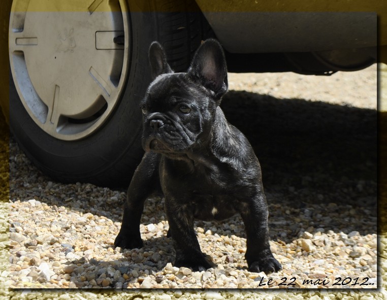 Publication : dho Valtess Auteur : Valaize Corinne