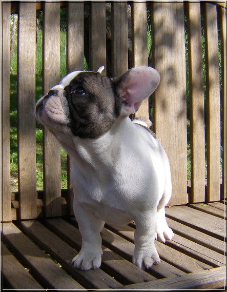 Publication : dho Valtess