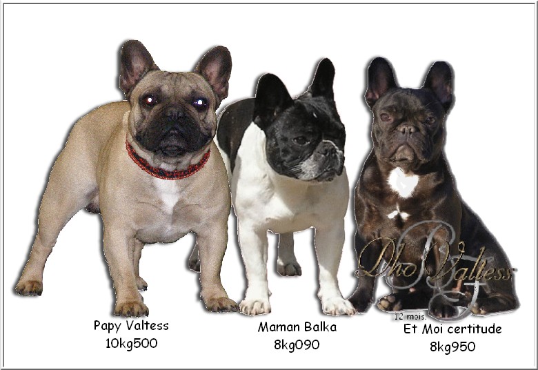 Publication : dho Valtess Auteur : Mme Valaize corinne