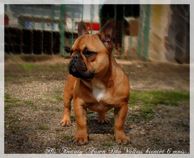 Publication : dho Valtess