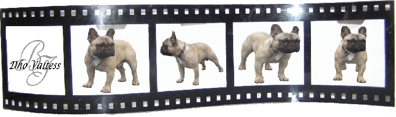 Publication : dho Valtess Auteur : Mme Valaize corinne