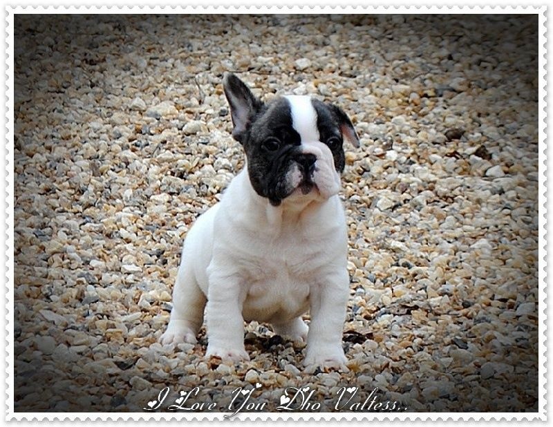 Publication : dho Valtess Auteur : corinne valaize