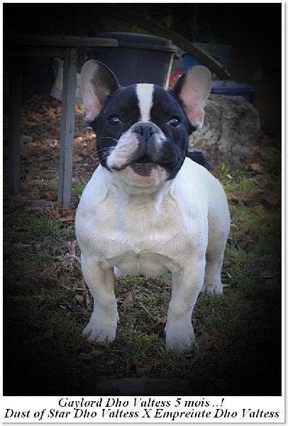 Publication : dho Valtess