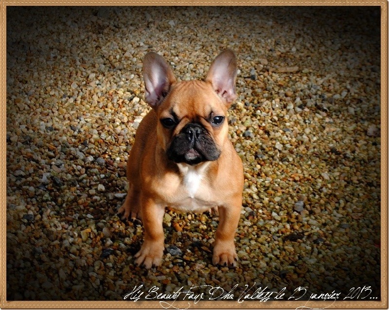 Publication : dho Valtess