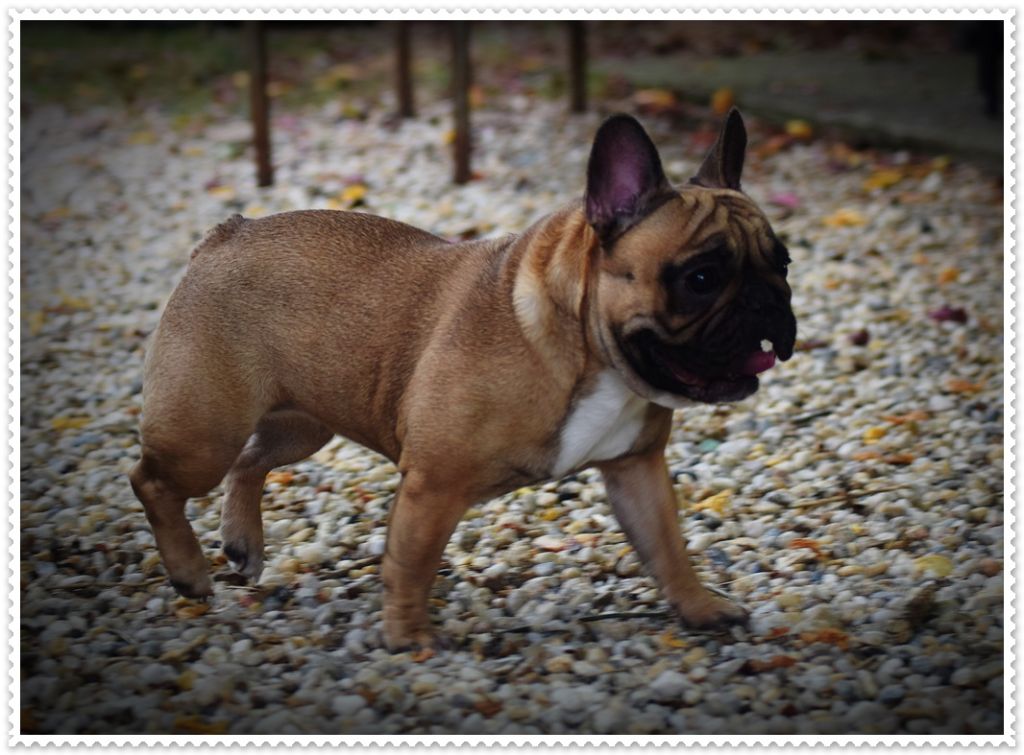 Publication : dho Valtess Auteur : valaize corinne