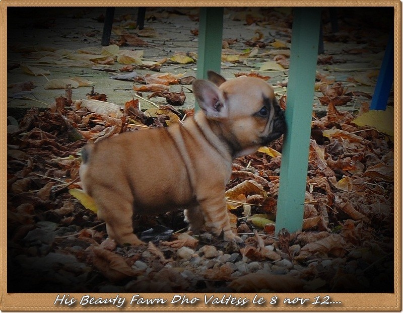 Publication : dho Valtess