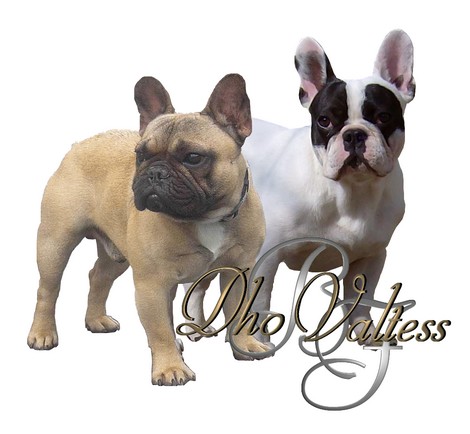 Publication : dho Valtess Auteur : Mme Valaize corinne