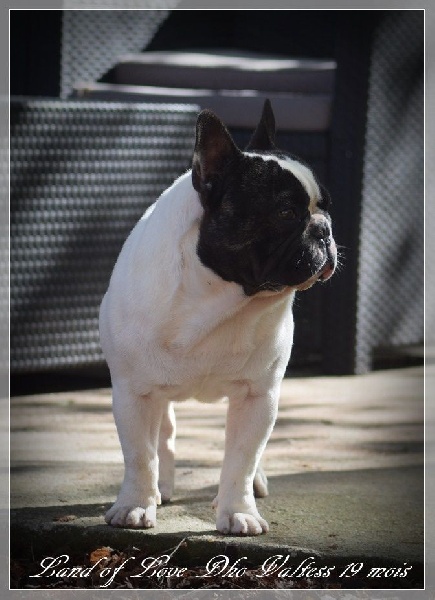 Publication : dho Valtess Auteur : valaize corinne