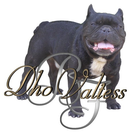 Publication : dho Valtess