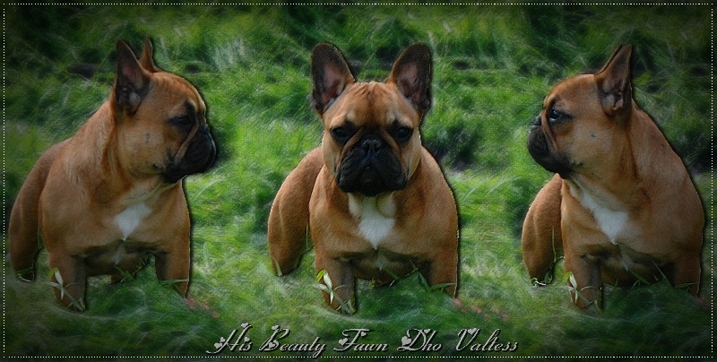 Publication : dho Valtess